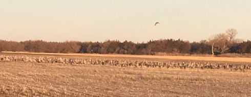 Sandhill Cranes